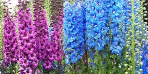 Kako hraniti delfinijum